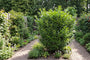Wintergroene Laurier - Prunus laurocerasus 'Genolia'