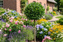 Bol laurier op stam - Prunus laurocerasus 'Otto Luyken' Halfstam