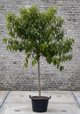 Perzik boompje halfstam - Prunus persica 'Peregrine'