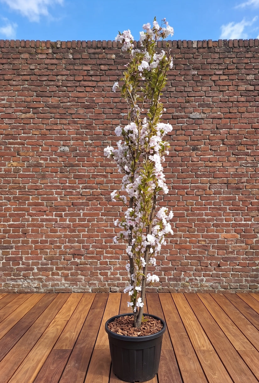 Japanse sierkers (Lichtroze) - Prunus serrulata 'Amanogawa'