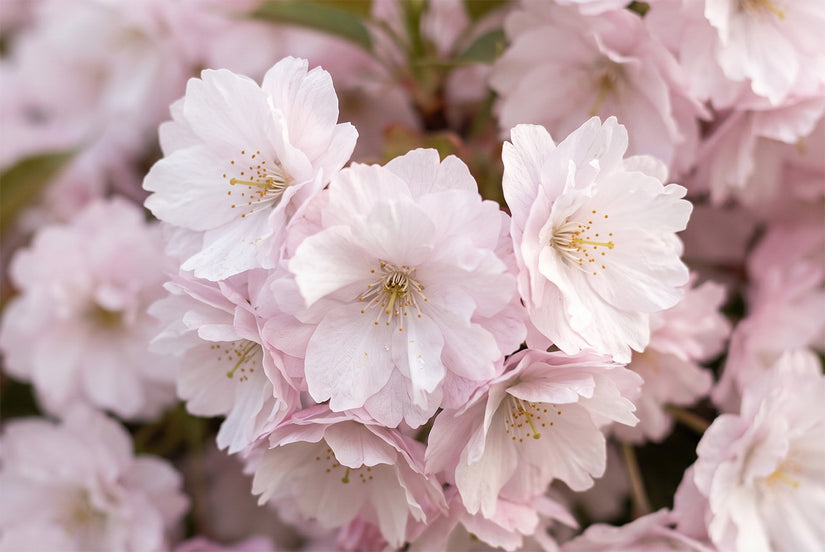 Bolvormige Sierkers op stam - Prunus serrula 'Umbraculifera' Halfstam