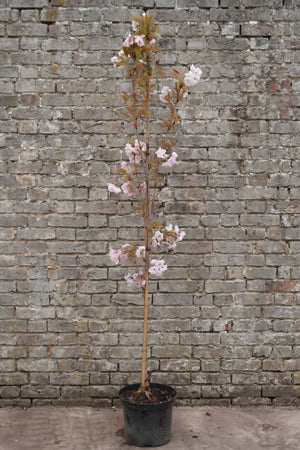 Zuilvorm 175-200 cm