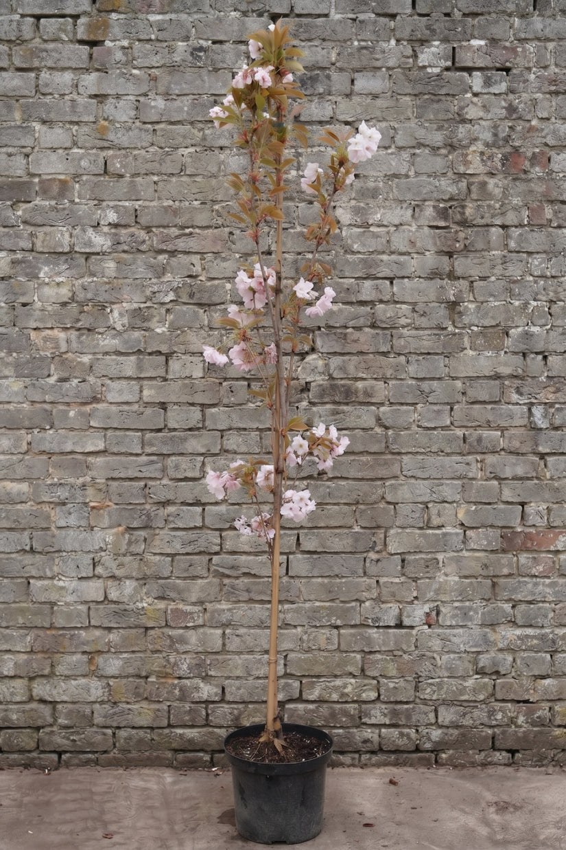 Japanse sierkers (Lichtroze) - Prunus serrulata 'Amanogawa' Meerstammig