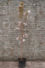 Japanse sierkers (Lichtroze) - Prunus serrulata 'Amanogawa' Meerstammig