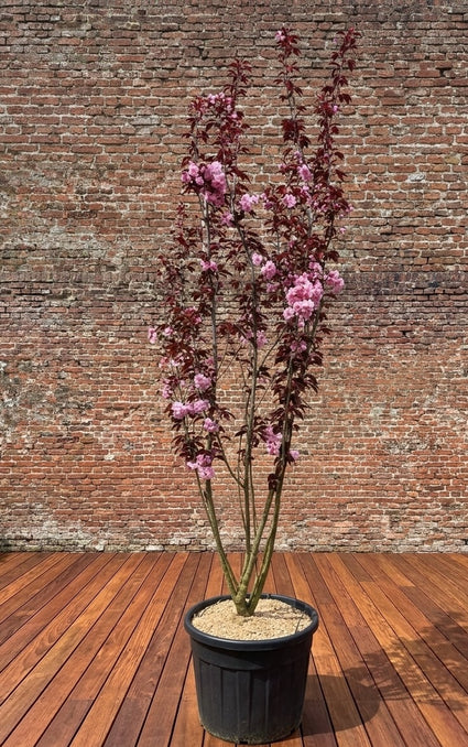 Japanse sierkers (Roze) - Prunus serrulata 'Royal Burgundy' Meerstammig