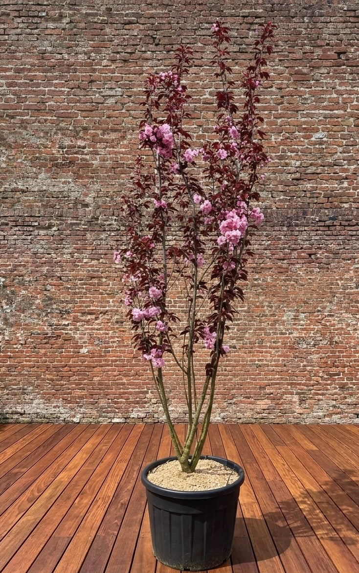 Japanse sierkers (Roze) - Prunus serrulata 'Royal Burgundy' Meerstammig