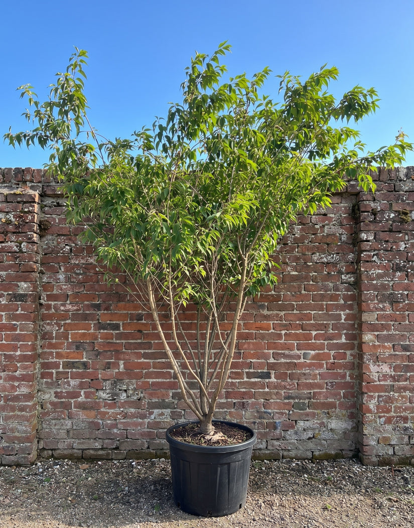 Sierkers (Lichtroze, Meerstammig) - Prunus subhirtella 'Autumnalis Rosea'