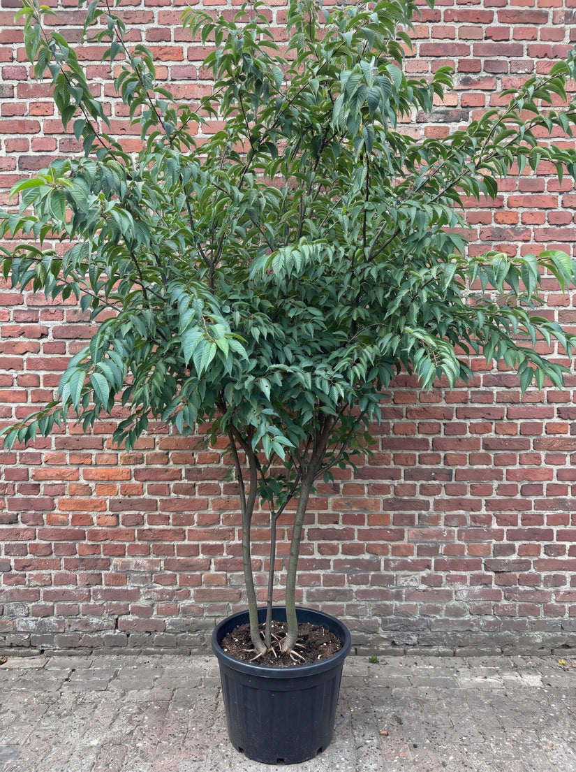 prunus yedoensis meerstammig 200-250 cm in blad