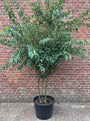 prunus yedoensis meerstammig 200-250 cm in blad
