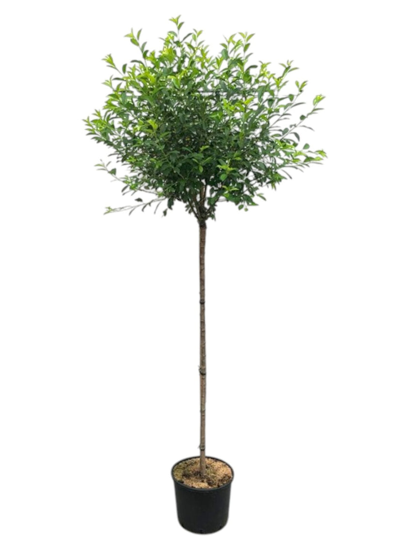 Bolacacia - Robinia pseudoacacia 'Umbraculifera' Acacia op hoge stam