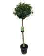 Portugese laurier op stam - Prunus Lusitanica 'Angustifolia'
