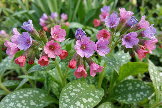 Longkruid - Pulmonaria 'Raspberry Splash' combineren & kopen