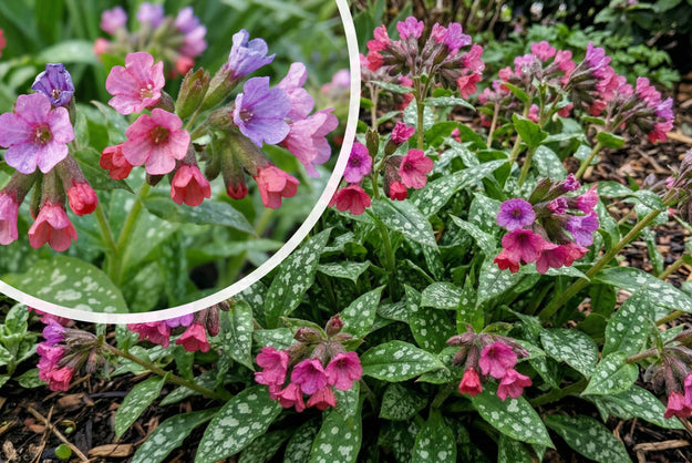 Longkruid - Pulmonaria 'Raspberry Splash' combineren & kopen