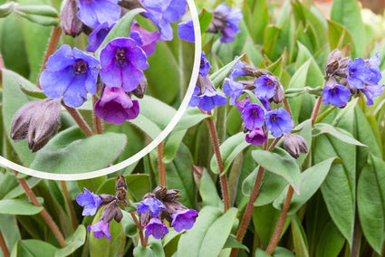 Longkruid - Pulmonaria angustifolia 'Blue Ensign'