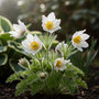 Wildemanskruid (Wit) - Pulsatilla vulgaris 'Alba'