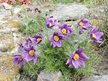 Wildemanskruid - Pulsatilla vulgaris