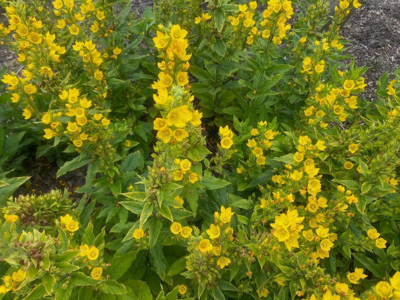 Biologisch Puntwederik - Lysimachia punctata