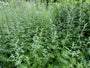 Purper leverkruid (Koninginnekruid, 50 cm) - Eupatorium purpureum