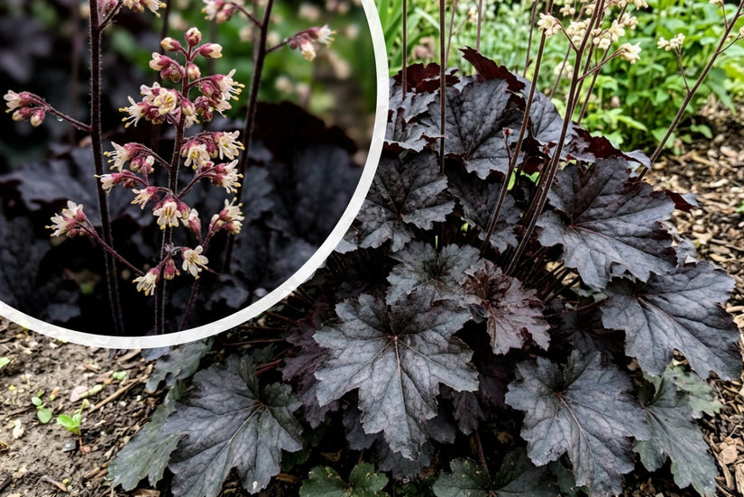 Purperklokje - Heuchera 'Binoche'