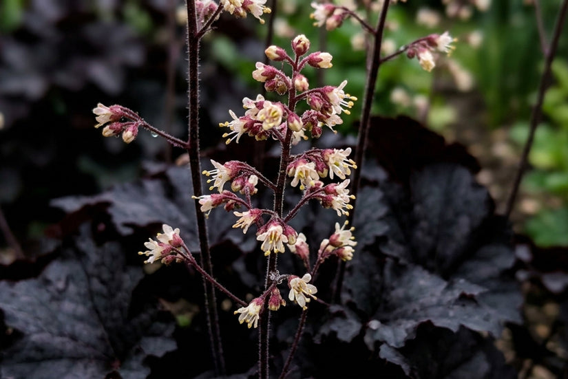 Purperklokje - Heuchera 'Binoche'