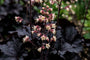 Purperklokje - Heuchera 'Binoche'
