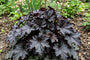 Purperklokje - Heuchera 'Binoche'