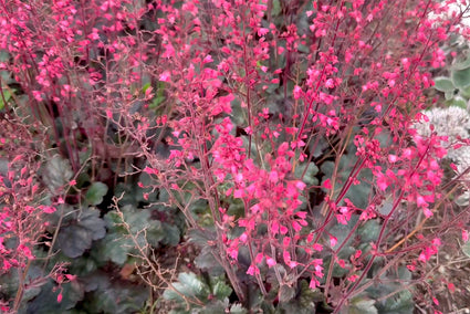 Purperklokje - Heuchera villosa