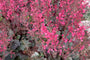 Purperklokje - Heuchera villosa