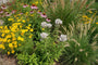 Bergmunt - Pycnanthemum flexuosum