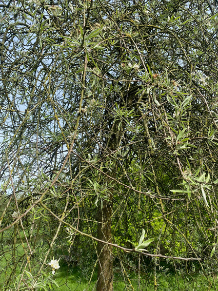 Wilgpeer - Pyrus salicifolia 'Pendula'