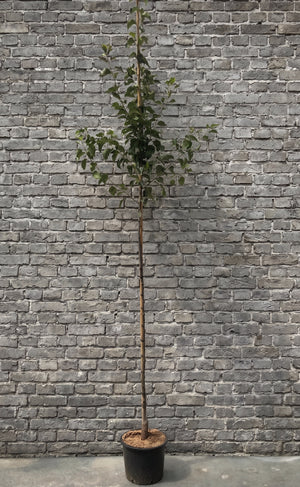 Chinese Sierpeer - Pyrus Calleryana 'Chanticleer' hoogstam 250-300 cm