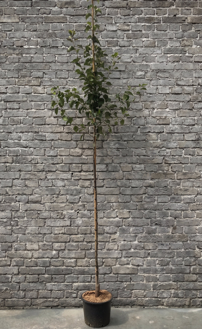 Hoogstam Chinese Sierpeer - Pyrus Calleryana 'Chanticleer'