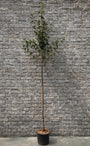 Hoogstam Chinese Sierpeer - Pyrus Calleryana 'Chanticleer'