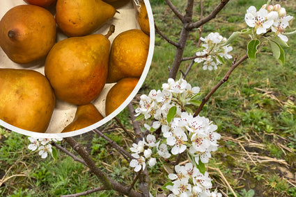 Stoofperenboom - Pyrus communis 'Gieser Wildeman'