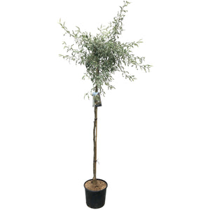 Halfstam 150 cm