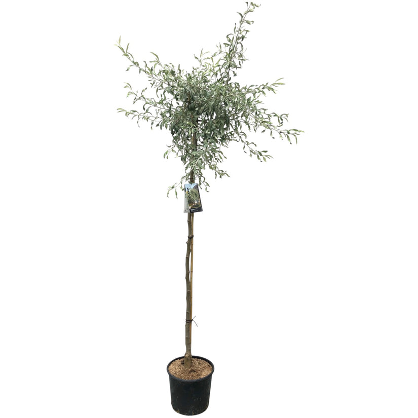 Wilgbladige Sierpeer op stam - Pyrus Salicifolia 'Pendula' (halfstam)