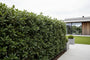 Kant en klaar haag Steeneik Quercus Ilex - 200 cm hoog x 120 cm breed - aanbieding!