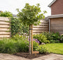Zachte eik (Hoogstam) - Quercus pubescens