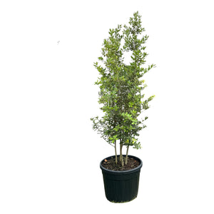 Solitaire C55 pot, Meerstammig, 200-250 cm