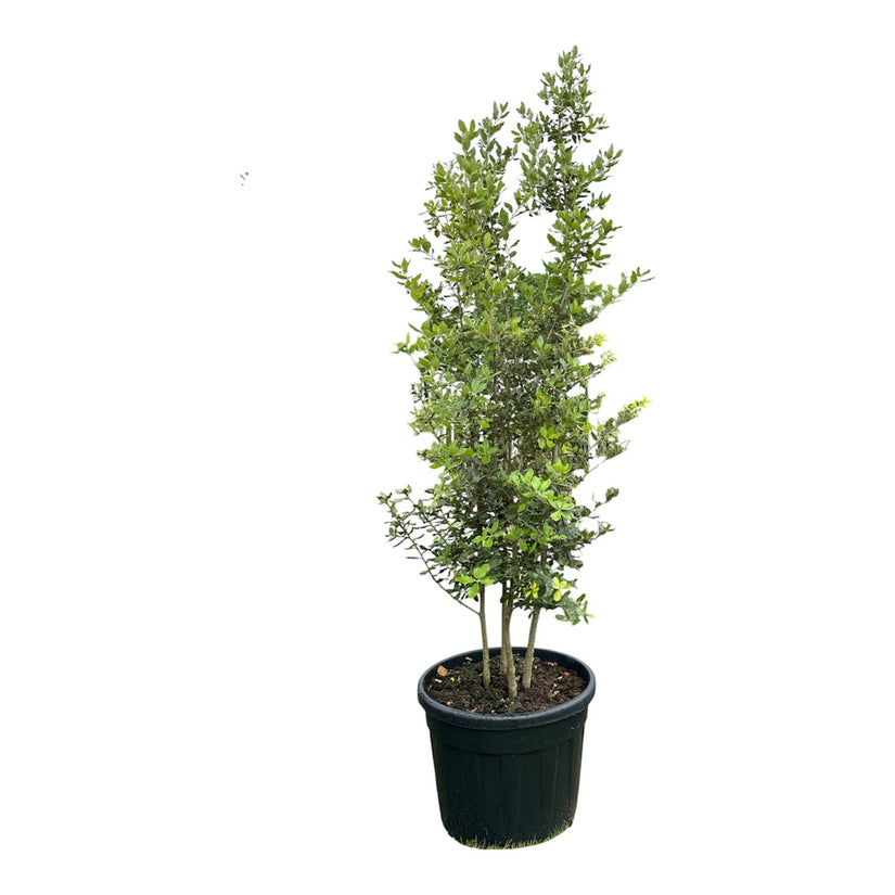 Meerstammige Steeneik - Quercus ilex