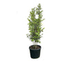 Meerstammige Steeneik - Quercus ilex