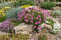 Biologische Reigersbek - Erodium x variabile 'Bishop's Form'