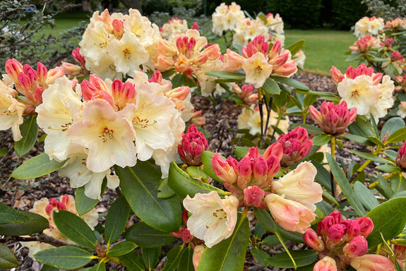 Rododendron (licht geel) - Rhododendron 'Horizon Monarch'