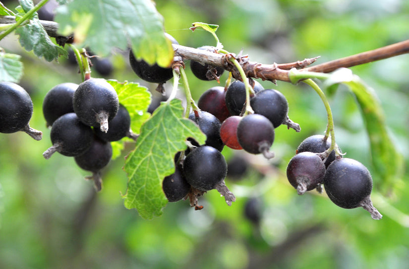 Zwarte bes - Ribes nidigrolaria 'Jostabes'