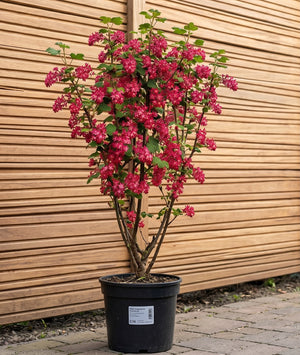 Solitaire C10 - 120-140 CM
