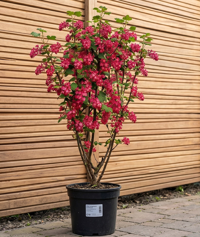 Rode Ribes - Ribes sanguineum 'King Edward VII'