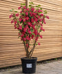 Rode Ribes - Ribes sanguineum 'King Edward VII'