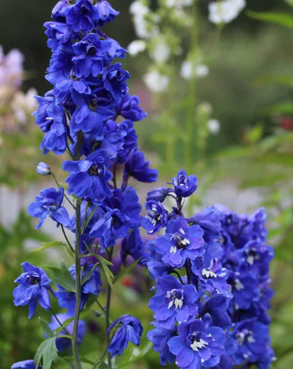 Biologisch Ridderspoor - Delphinium (P) 'Blue Bird'