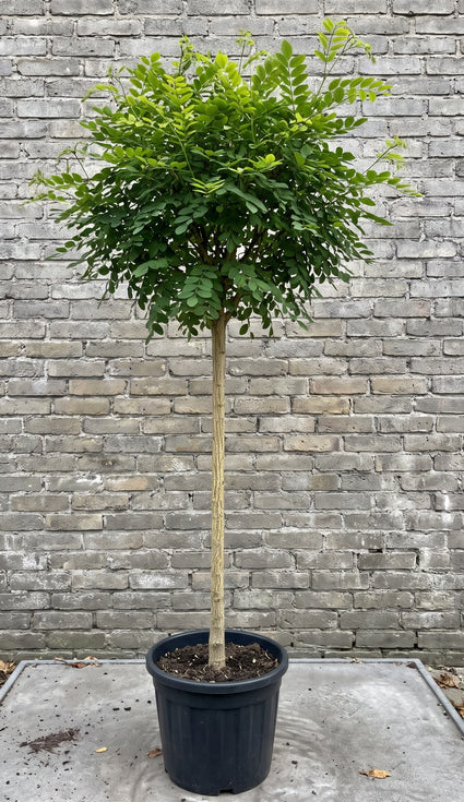 einde zomer halfstam 120 cm mooi volgroeid