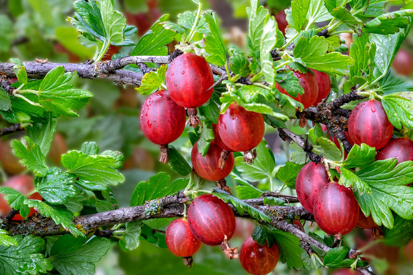 Biologisch Rode kruisbes - Ribes uva-crispa 'Captivator'